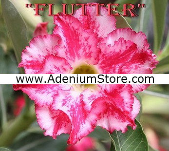 (image for) Adenium Seeds \'Flutter\' 5 Seeds